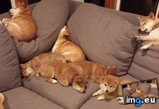 Tags: couch, one, shiba (Pict. in My r/AWW favs)