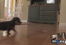 Tags: trot (GIF in My r/AWW favs)