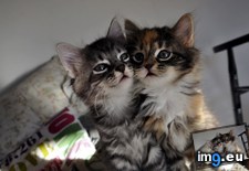 Tags: twins (Pict. in My r/AWW favs)