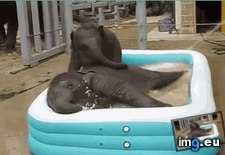 Tags: baby, elephants, kiddie, pool, two (GIF in My r/AWW favs)