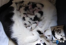 Tags: babies, cats, mommy, mothering, time, two (Pict. in My r/AWW favs)