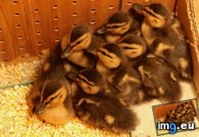Tags: baby, ducks, update, way, wild (Pict. in My r/AWW favs)