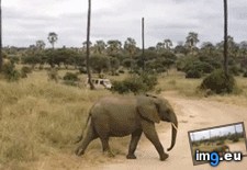 Tags: wait (GIF in My r/AWW favs)