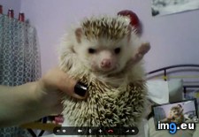 Tags: hedgehog, saluted, skyping (Pict. in My r/AWW favs)