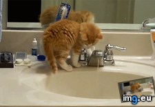 Tags: choice, gravity, water (GIF in My r/AWW favs)