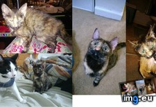 Tags: cat, kitten, pounds, rescued, thought, tiny, turns, weighing (Pict. in My r/AWW favs)