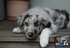 Tags: picture, puppy, treats (Pict. in My r/AWW favs)
