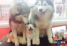 Tags: cute, family (Pict. in My r/AWW favs)