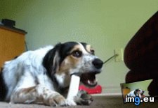 Tags: creature, ferocious (GIF in My r/AWW favs)