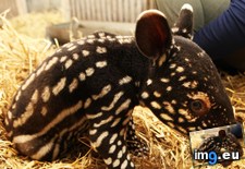 Tags: baby, guys, tapirs (Pict. in My r/AWW favs)