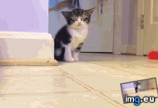 Tags: happened (GIF in My r/AWW favs)