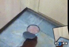 Tags: beneath, cupboards, lies (GIF in My r/AWW favs)