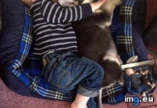 Tags: kids, pets (Pict. in My r/AWW favs)