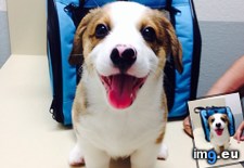 Tags: exam, fearless, vet, winston (Pict. in My r/AWW favs)