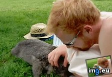 Tags: belly, requests, rub, wombat (GIF in My r/AWW favs)