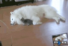 Tags: bigger (GIF in My r/AWW favs)
