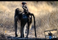 Tags: baboon, ride (Pict. in National Geographic Photo Of The Day 2001-2009)