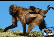 Tags: baby, gelada (Pict. in National Geographic Photo Of The Day 2001-2009)