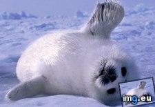 Tags: babyseals, front, funny, meme (Pict. in Funny pics and meme mix)