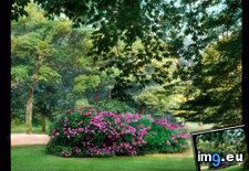 Tags: alleeqm, azaleas, baden, lichtentaler, park (Pict. in Branson DeCou Stock Images)