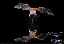 Tags: bat, ziegler (Pict. in National Geographic Photo Of The Day 2001-2009)