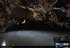 Tags: bats, cave, mexico (Pict. in National Geographic Photo Of The Day 2001-2009)