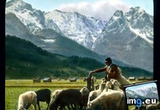 Tags: alps, bavaria, flock, shepherd, wetterstein (Pict. in Branson DeCou Stock Images)