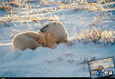 Tags: bay, bears, polar (Pict. in National Geographic Photo Of The Day 2001-2009)