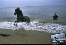 Tags: beach, horse (Pict. in National Geographic Photo Of The Day 2001-2009)
