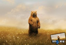 Tags: 1366x768, bear, field, wallpaper (Pict. in Animals Wallpapers 1366x768)