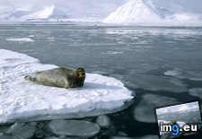 Tags: bearded, resting, seal (Pict. in National Geographic Photo Of The Day 2001-2009)