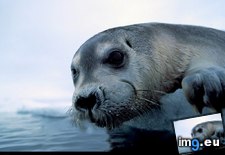 Tags: bearded, seal (Pict. in National Geographic Photo Of The Day 2001-2009)