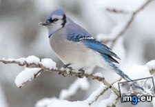 Tags: 1366x768, beautiful, bird, wallpaper (Pict. in Animals Wallpapers 1366x768)