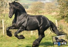 Tags: beautiful, black, field, horse, lsm, photo, playing (Pict. in Rehost)