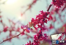 Tags: 1200x799, beautiful, blossom, cherry, flowers, wallpaper (Pict. in Rehost)