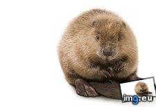 Tags: 1366x768, beaver, wallpaper (Pict. in Animals Wallpapers 1366x768)