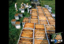 Tags: bee, hives (Pict. in National Geographic Photo Of The Day 2001-2009)