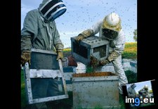 Tags: beekeepers (Pict. in National Geographic Photo Of The Day 2001-2009)
