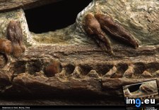 Tags: beipiaosaurus, fossil (Pict. in National Geographic Photo Of The Day 2001-2009)
