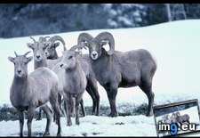 Tags: bighorn, flock, sheep (Pict. in National Geographic Photo Of The Day 2001-2009)