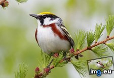 Tags: 1366x768, birdie, wallpaper (Pict. in Animals Wallpapers 1366x768)