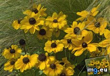 Tags: black, eyed, susans (Pict. in Beautiful photos and wallpapers)