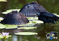 Tags: ardesiaca, black, botswana, egretta, game, getty, herons, images, moremi, reserve (Pict. in Best photos of February 2013)