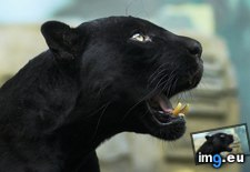 Tags: 1366x768, black, panther, wallpaper (Pict. in Animals Wallpapers 1366x768)