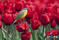 Tags: blue, headed, wagtail (Pict. in Beautiful photos and wallpapers)