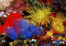 Tags: blue, cave, coral, indonesia, sea, squirts, tunicates, yellow (Pict. in Beautiful photos and wallpapers)