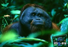 Tags: borneo, male, orangutan (Pict. in National Geographic Photo Of The Day 2001-2009)