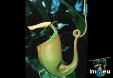 Tags: borneo, pitcher, plant (Pict. in National Geographic Photo Of The Day 2001-2009)