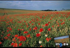 Tags: bornholm, island, poppies (Pict. in National Geographic Photo Of The Day 2001-2009)