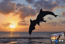 Tags: bay, bottlenose, dolphins, islands, jumping, roatan, sea, sunset (Pict. in Beautiful photos and wallpapers)